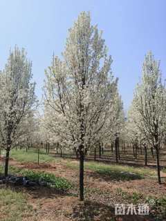 12公分彩叶豆梨