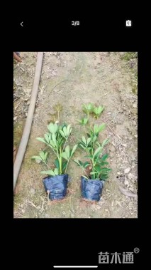 高度30厘米鹅掌柴