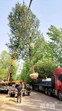 18公分美国红枫-红点