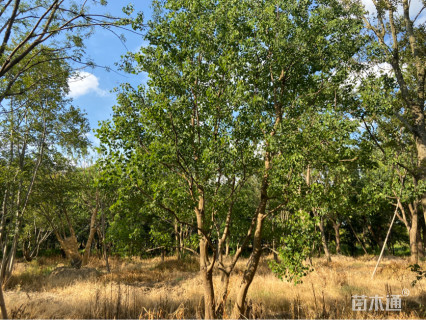 40公分丛生乌桕