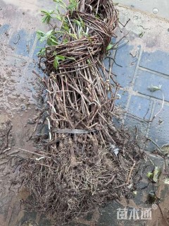 100厘米五叶地锦