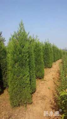 高度180厘米蜀桧