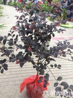 高度40厘米红花继木球