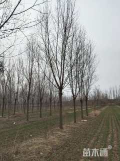 15公分柳树