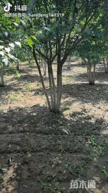 高度300厘米丛生暴马丁香