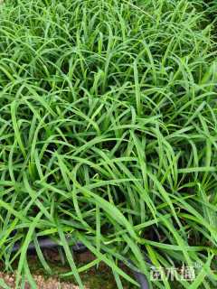 高度25厘米大花萱草