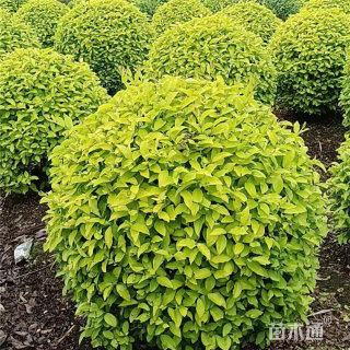 高度40厘米金冠女贞金冠女贞