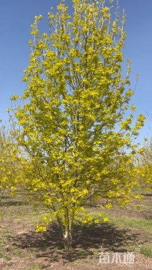 15公分金叶白蜡