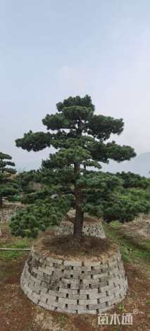 17公分造型五针松