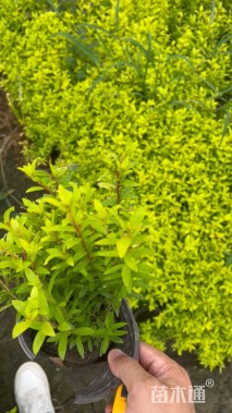 高度30厘米金叶满天星