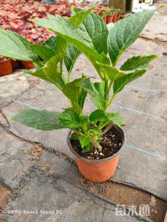 高度40厘米绣球