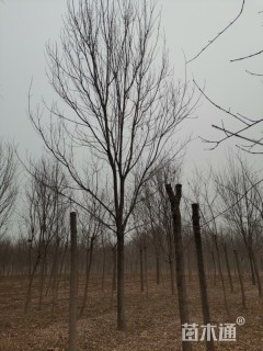 20公分速生白蜡