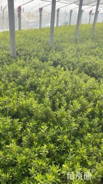 高度30厘米毛鹃