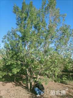 高度750厘米丛生白蜡