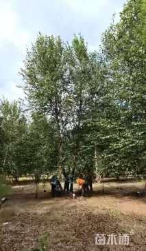 高度600厘米丛生河桦