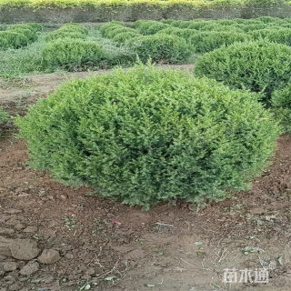 冠幅60厘米蜀桧柏球