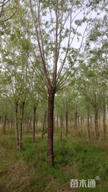 25公分柳树