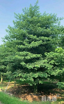 50公分大腹木棉