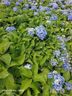 高度30厘米绣球