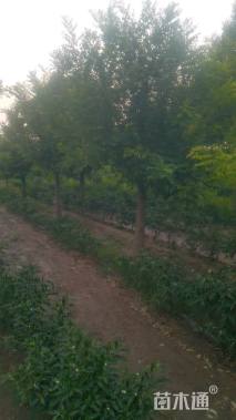 20公分矮接金枝槐