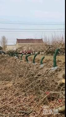 15公分龙爪柿子树