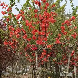 30公分玫瑰海棠