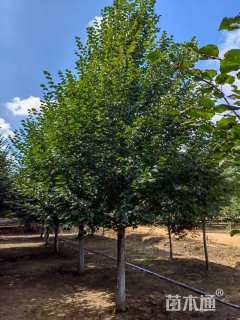 12公分欧洲小叶椴