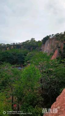 41公分大腹木棉