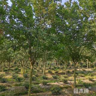 高度380厘米速生紫薇