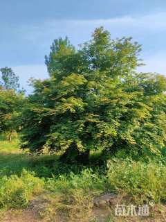 14公分日本红枫