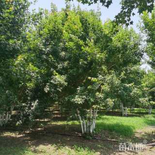 高度600厘米丛生元宝枫