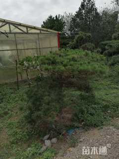 高度300厘米油松