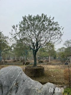 25公分红果冬青