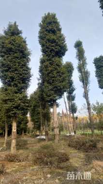 30公分金丝楠木