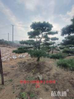 20公分造型黑松