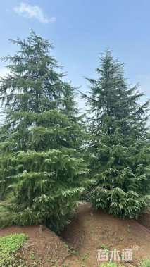 高度900厘米雪松
