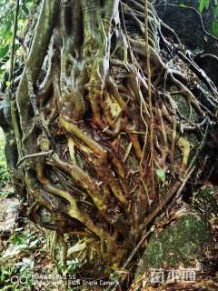 60公分造型紫薇