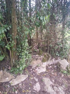 高度600厘米金弹子