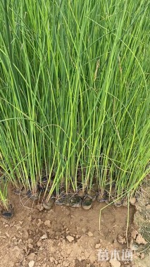 高度50厘米水葱