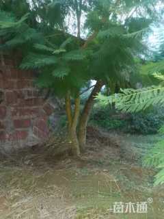 10公分(3杆)丛生蓝花楹