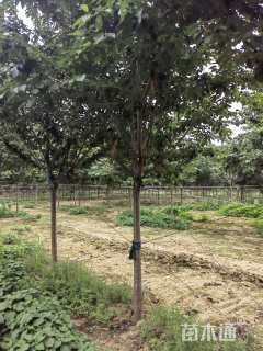 10公分高杆早樱