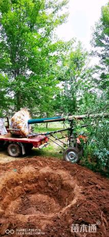 15公分美国红枫