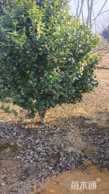 高度200厘米茶花