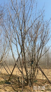 高度800厘米丛生五角枫