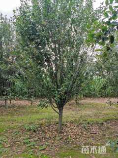 10公分西府海棠