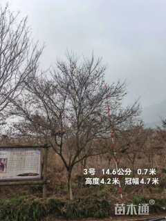 高度400厘米羽毛枫