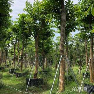 20公分大叶紫薇