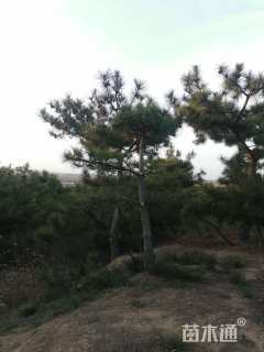 高度300厘米黑松