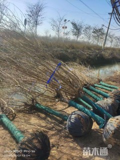 15公分红叶碧桃