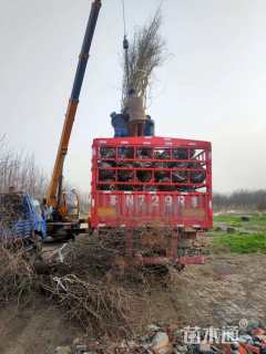 高度300厘米丛生紫薇